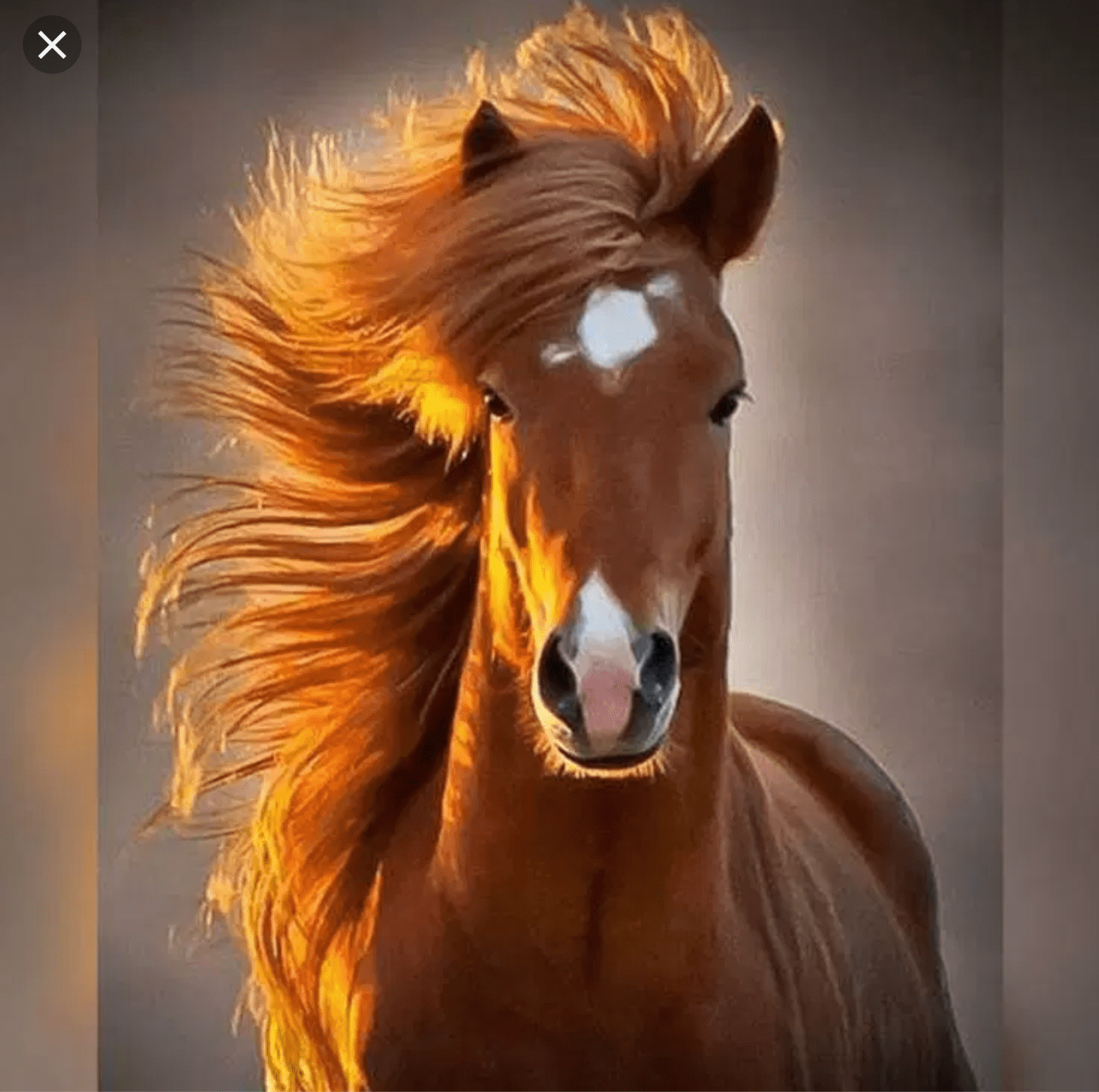 photogenic horse